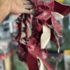 Lether elastic steering cover (cherry Red)/  लेदर इलास्टिक स्टेयरिंग कवर (चेरी रेड कलर)