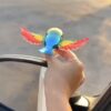 New Rainbow Bird / Naya Pakshi /
