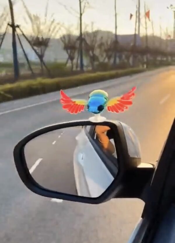 New Rainbow Bird / Naya Pakshi /
