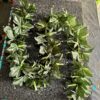 Bell / patta bell / leaf vine / leaf bail / mala / [full 6 feet size]