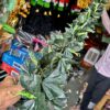 Bell / patta bell / leaf vine / leaf bail / mala / [full 6 feet size]