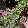 Bell / patta bell / leaf vine / leaf bail / mala / [full 6 feet size]